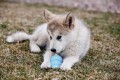 KONG Puppy XS Błękitny 3.jpg