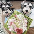 Soda Pup eMat Jigsaw Large Green - Mata do Lizania Puzzle2.webp