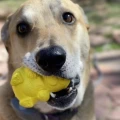 Soda Pup Honey Bear Large Yellow - Zabawka Niedźwiadek 2.webp