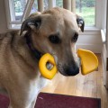 Soda Pup ID Nylon Shovel Yellow - Zabawka Łopata do Żucia 2.jpg