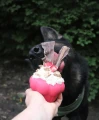 Soda Pup MKB Medium Cupcake Treat Dispenser Pink - Zabawka na Przysmaki 2.webp
