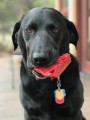Soda Pup Nylon Cherry Pie Red - Zabawka Ciasto dla Psa 2.jpg