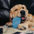 Soda Pup Nylon Coffee Cup Blue - Zabawka dla Psa 3.webp