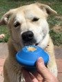 Soda Pup SN Flying Saucer M Blue - Zabawka Latający Spodek 2.jpg