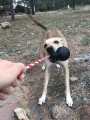 Soda Pup USA K9 Skull Reward Toy L Black - Zabawka Czaszka 2.webp