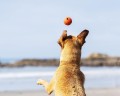Chuckit! Fetch Ball 2pk S..jpg