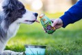 SmoothieDog VEGGIE warzywne smoothie 250ml