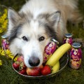 SmoothieDog OBSTKORB (kosz owoców) owocowe smoothie 250ml