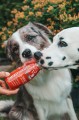 SmoothieDog BEEF smoothie z wołowiny 250ml