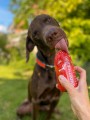 SmoothieDog BEEF smoothie z wołowiny 250ml