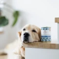 PERRO karma mokra Gourmet Konina z korzeniem pietruszki 400g