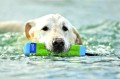 Chuckit! Amphibious Bumper Chuckit! zielony